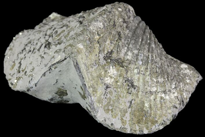 Pyrite Replaced Brachiopod (Paraspirifer) - Ohio #89727